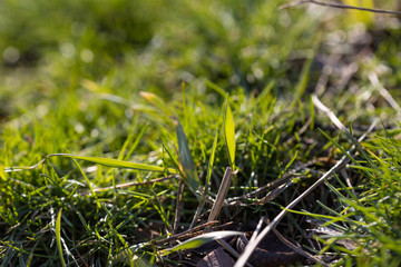 Green grass in spring park