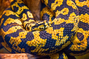 Carpet python with yellow-black colors, close-up view.