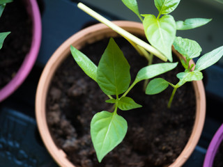 pots with seedlings. a tag with the name of the plant stuck in the ground. lettering on the tag