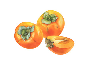 Two ripe whole and halved cut of orange color persimmon fruit (also called as diospyros, kaki, sharon or gold apple). Hand drawn botanical watercolor painting illustration isolated on white background