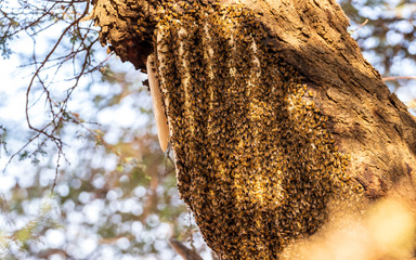 Wild Beehive on a Tree