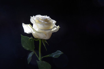 White rose with green leaves lit by the sun 