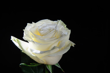 White rose with green leaves lit by the sun 