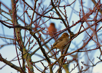 moineau sur une branche