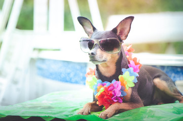 Toy terrier, a dog in a necklace of flowers and sunglasses by the pool, dreamily looks into the distance