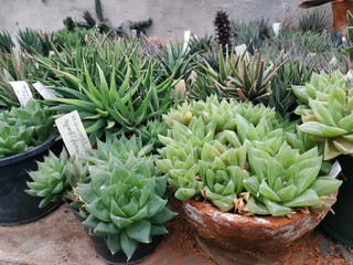 Succulent plants in pots are different varieties of succulents and cacti. The work of a florist in a greenhouse.