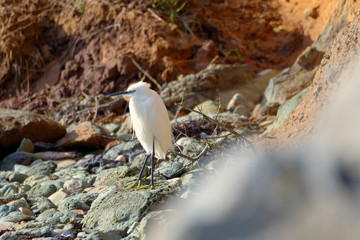 aigrette