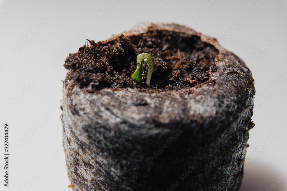 Wall mural a very small tiny plant sprout in a special earthen container for seedlings on a white background.