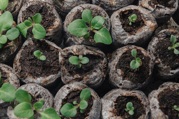 Many very small tiny plant sprouts in special earthen containers for seedlings.