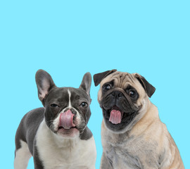 Suspicious French bulldog licking its nose and excited Pug panting