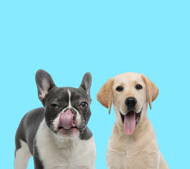 Suspicious French bulldog licking its nose and playful Labrador Retriever