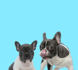 Fototapeta premium French bulldog licking its nose beside curious cub
