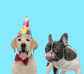 French bulldog licking its nose and yawning Labrador Retriever