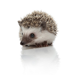 african hedgehog sitting and looking at camera alert