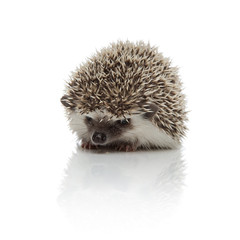african hedgehog sitting and looking down upset