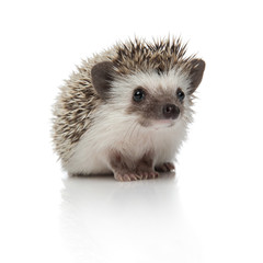 african hedgehog sitting and looking away pensive