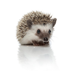 african hedgehog sitting and looking at camera bored
