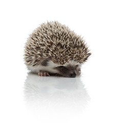 african hedgehog hiding face from camera shy