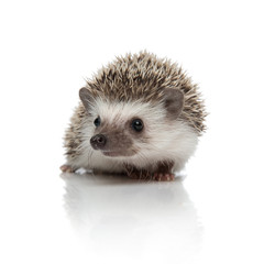 african hedgehog sitting and looking away distracted