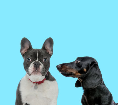 Dutiful French Bulldog wearing collar and Tackel looking at it