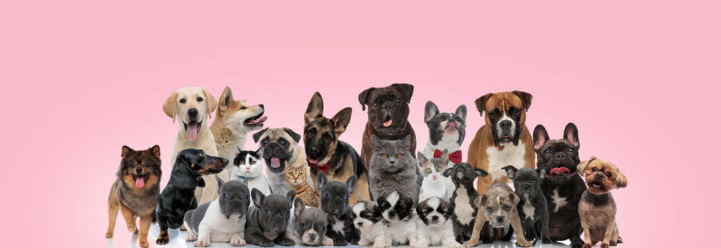 Large team of domestic animals posing wearing bowties