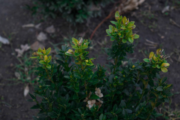 plants in garden
