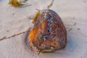 Coconut in mussels on the sand ejected by the waves on the white sand.