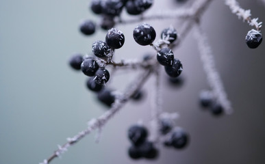 blueberries on blue background
