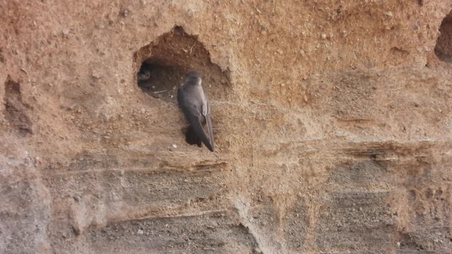 Uferschwalbe&nbsp;(Riparia riparia) in der Brutkolonie