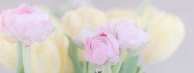Ranunkel und Tulpen Blumenstrauß pastell Panorama