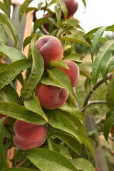 Peaches growing on a tree