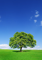 Idyllic landscape, lonely tree among green fields