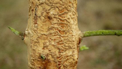 Bark wood beetle pest Ips typographus infestation, spruce and bast tree infested attacked by...