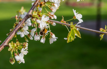 cherry blossoms in spring