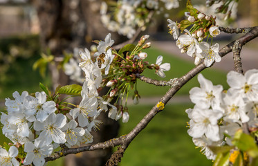 cherry blossoms in spring