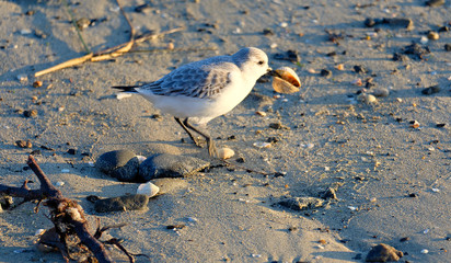 oiseaux de bord de mer à marée basse