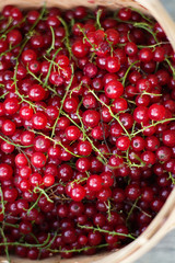closeup summertimes berries red currant in basket of birch bark