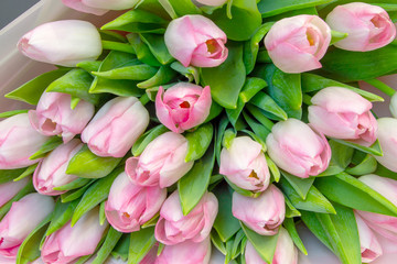 bouquet of pink tulips on a gray background