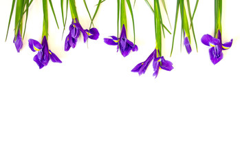 blue irises flowers lie on a white background top view