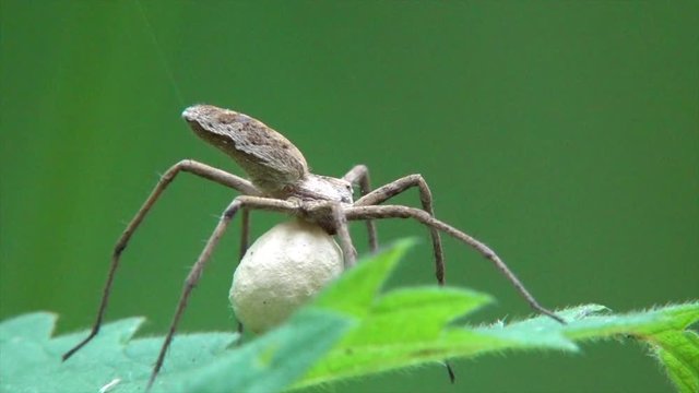 &nbsp;Listspinne&nbsp;(Pisaura mirabilis)