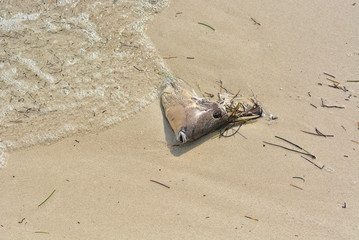 Obraz premium The head of a dead fish thrown by the waves in the sand.