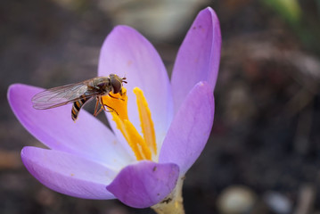 marmalade hoverfly eats crocus pollen in early spring in the garden