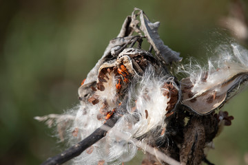 Large Milkweed Bug