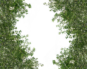 Background with Thyme branches and white space