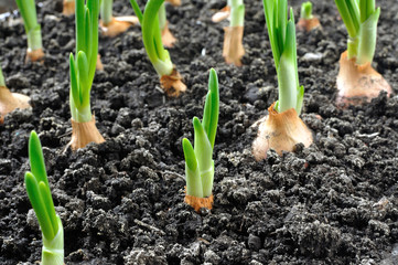 close-up of growing green onion in the vegetable garden