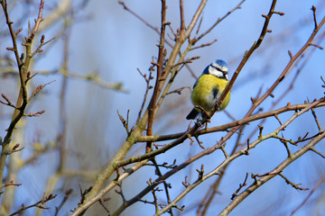 mésange sur une branche