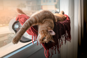 gato atigrado acostado en una hamaca pegada en la ventana, se estira y mira hacia atras