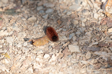 Wooly Bear Caterpillar