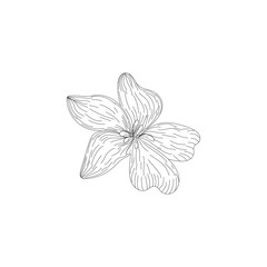 Ink, pencil, the flower isolated. Line art transparent background. Hand drawn nature painting. Freehand sketching illustration