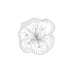 Ink, pencil, the flower isolated. Line art transparent background. Hand drawn nature painting. Freehand sketching illustration